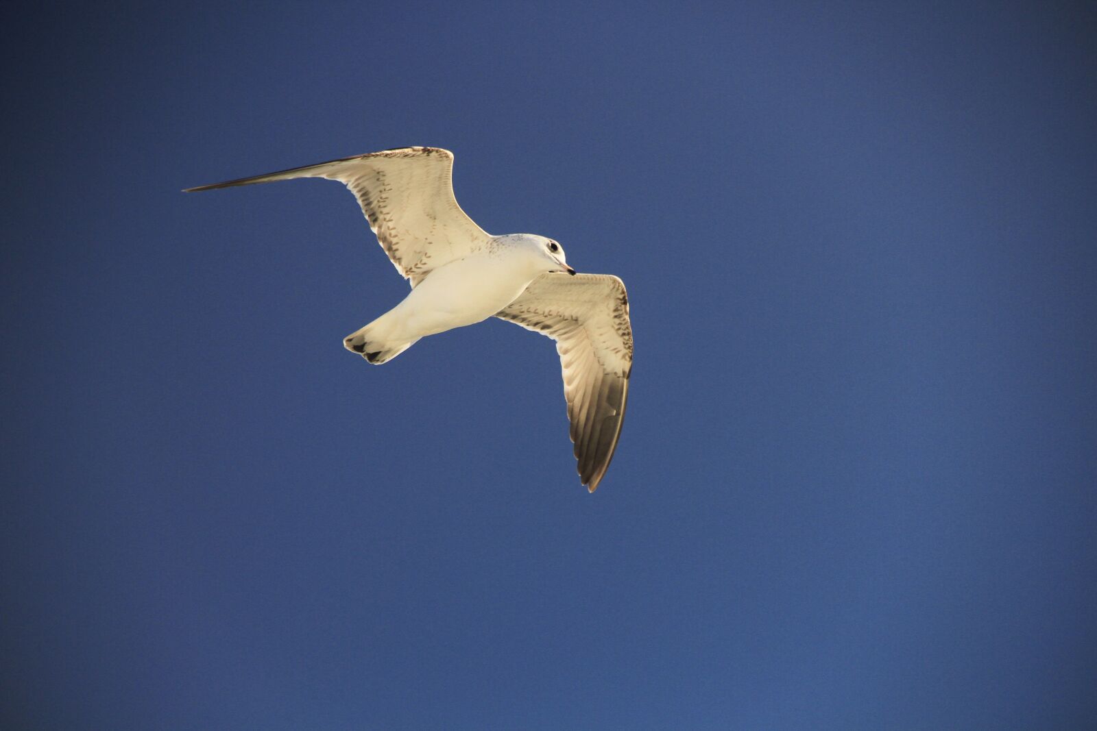 Canon EOS 7D sample photo. Seagull, blue, sky photography