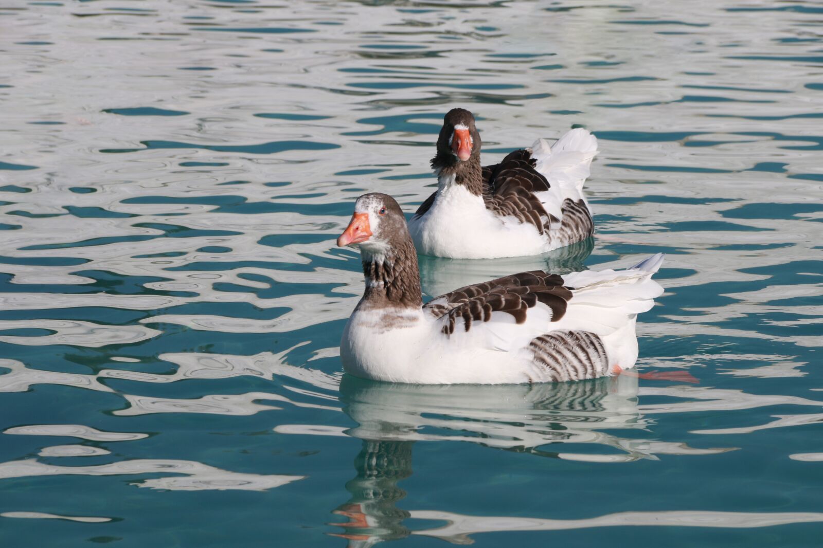 Canon EF-S 18-135mm F3.5-5.6 IS sample photo. Duck, marine, bird photography