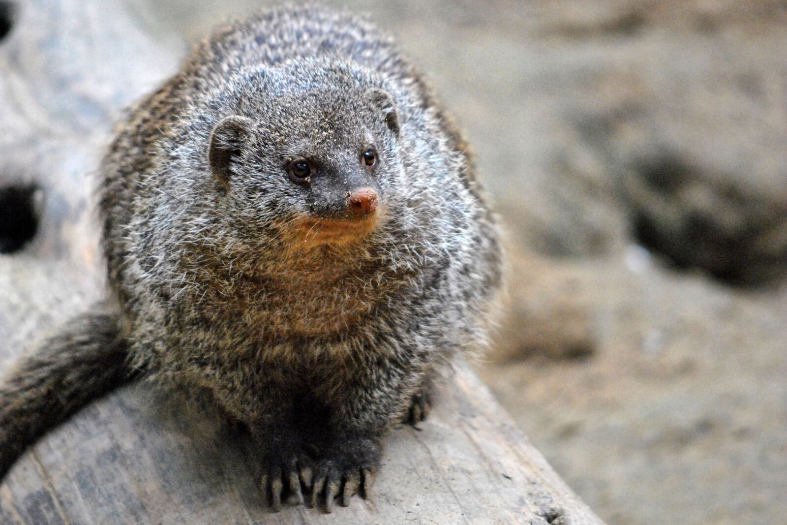 Nikon D3000 sample photo. Mongoose, mammal, animal photography