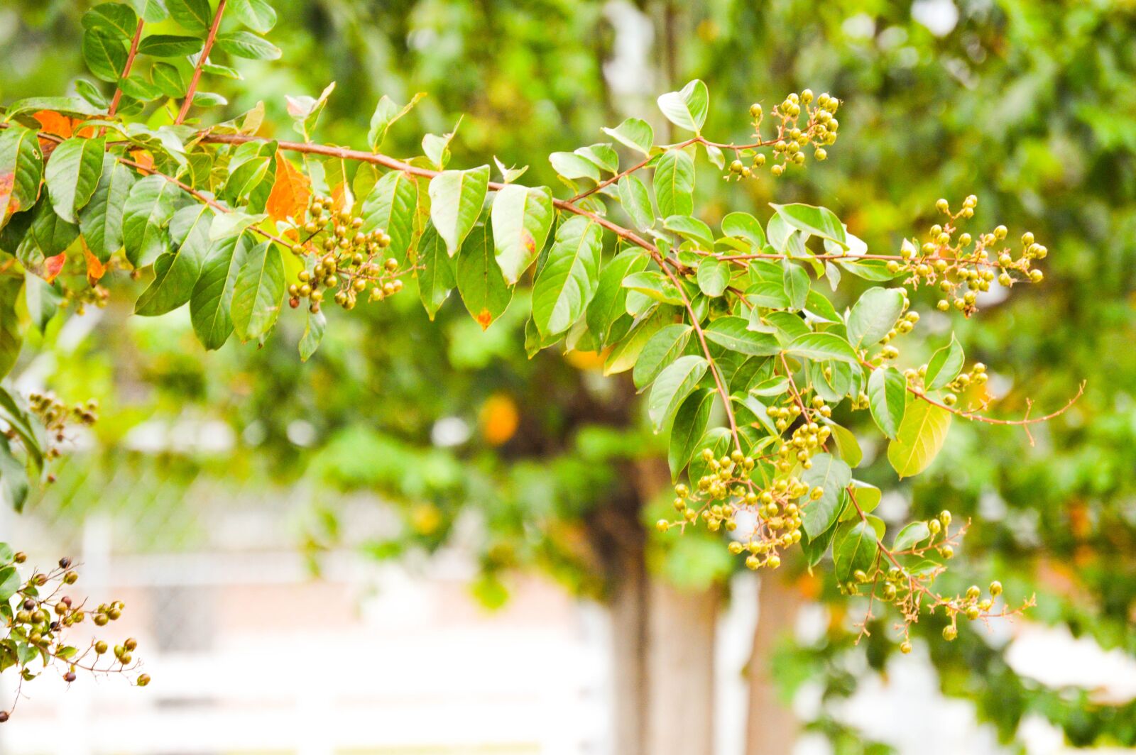 Nikon D3200 sample photo. Crepe myrtle, crepe bush photography