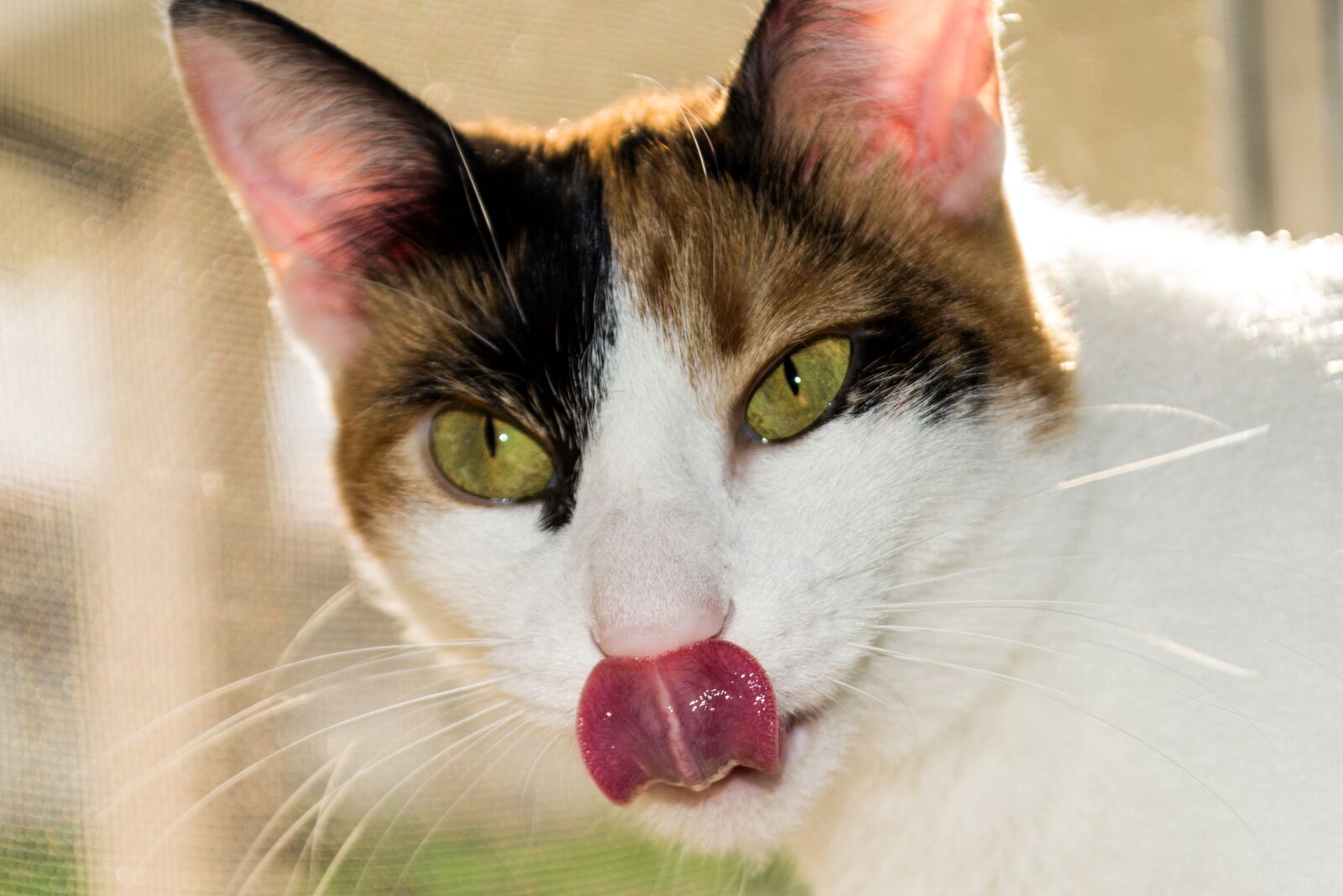 Nikon D3100 sample photo. Cat, pet, animal photography