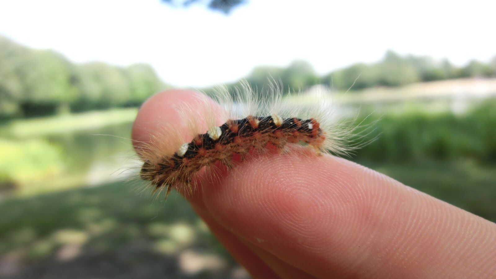 CASIO EX-ZR200 sample photo. Caterpillar, small animal, insect photography