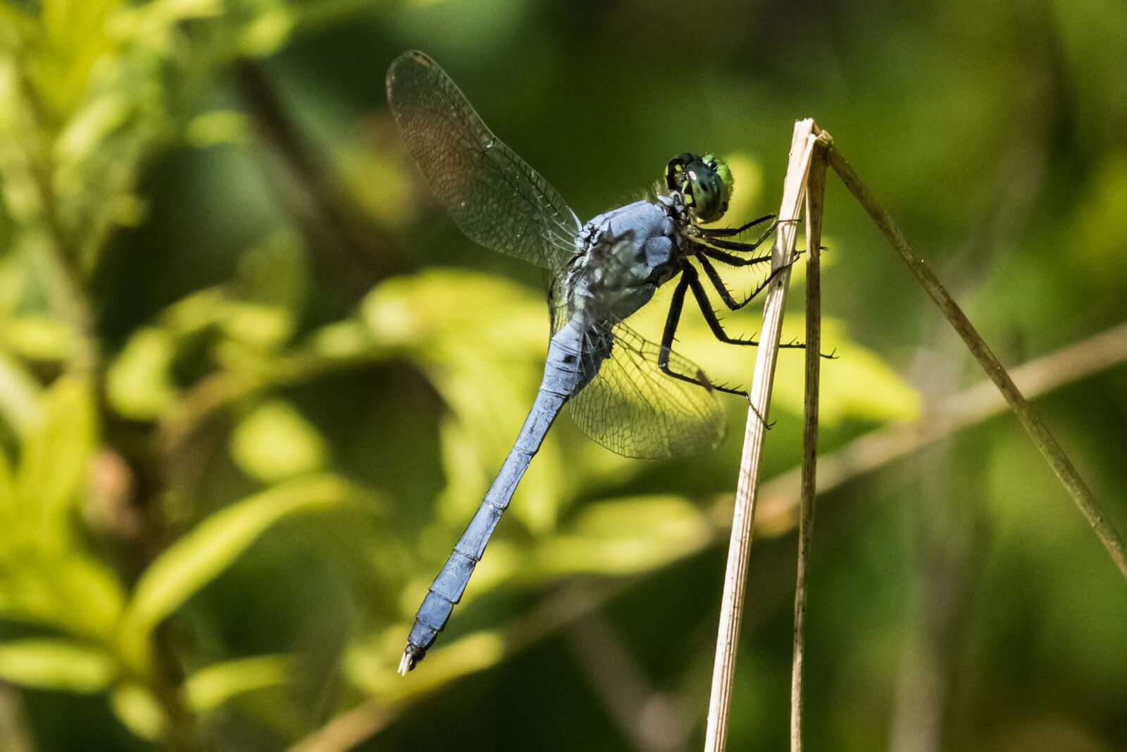 Canon EOS 7D Mark II sample photo. Usa, nj, nature photography