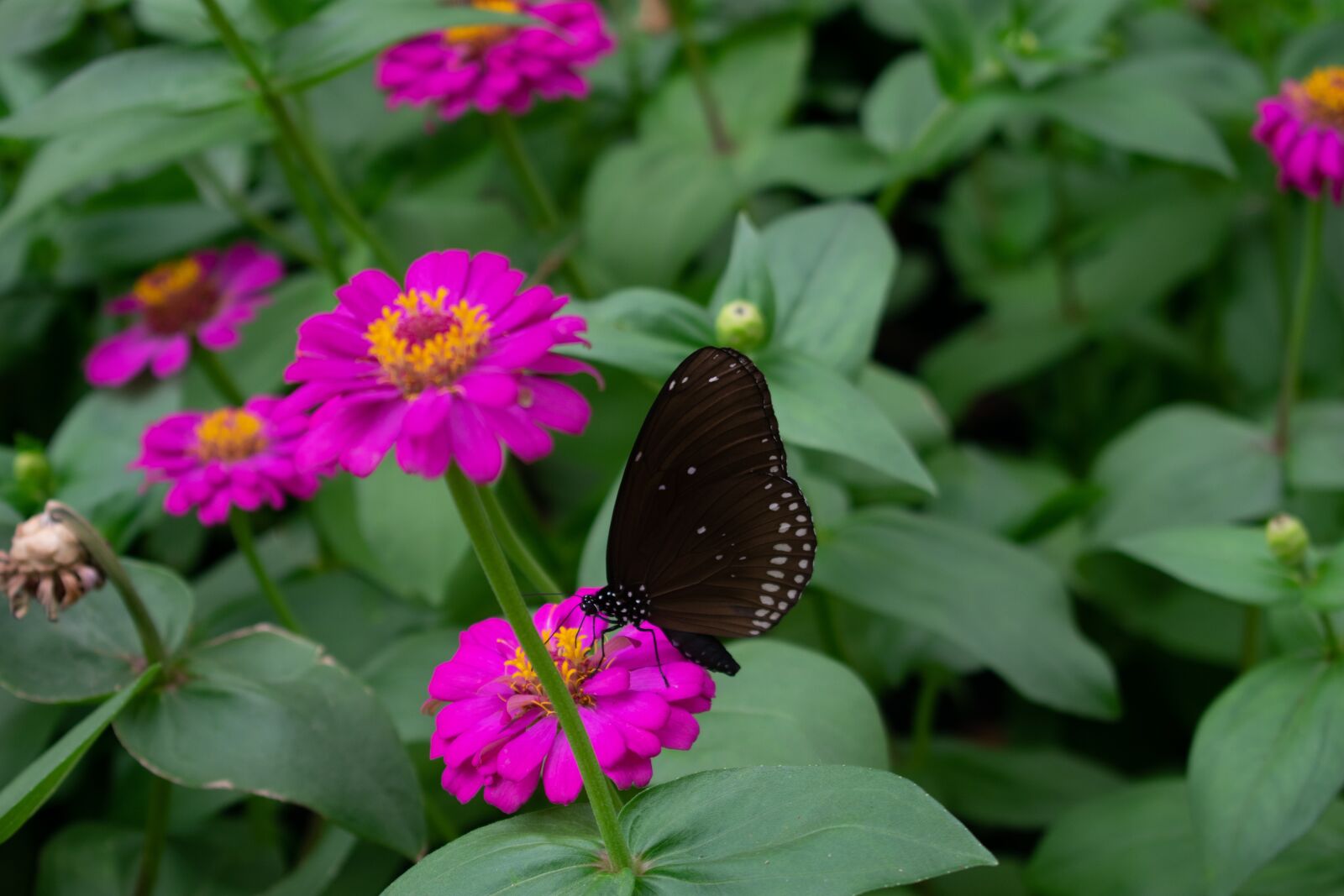 Nikon D3400 sample photo. Flowers, nature, green photography