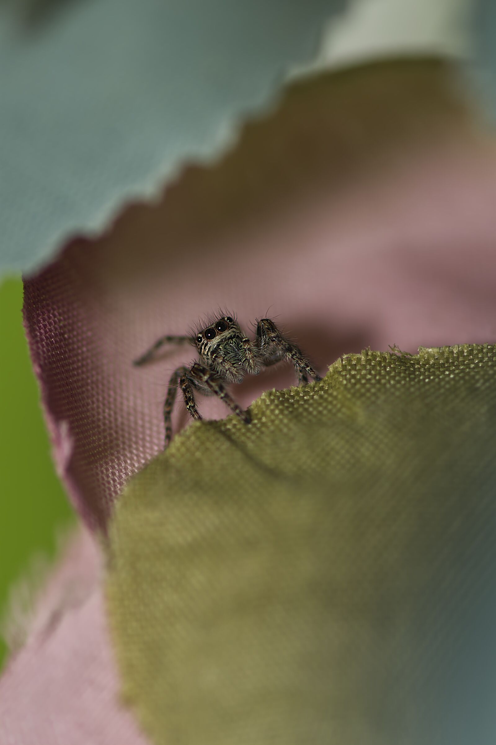 Nikon D7500 sample photo. Spider, insect, bug photography