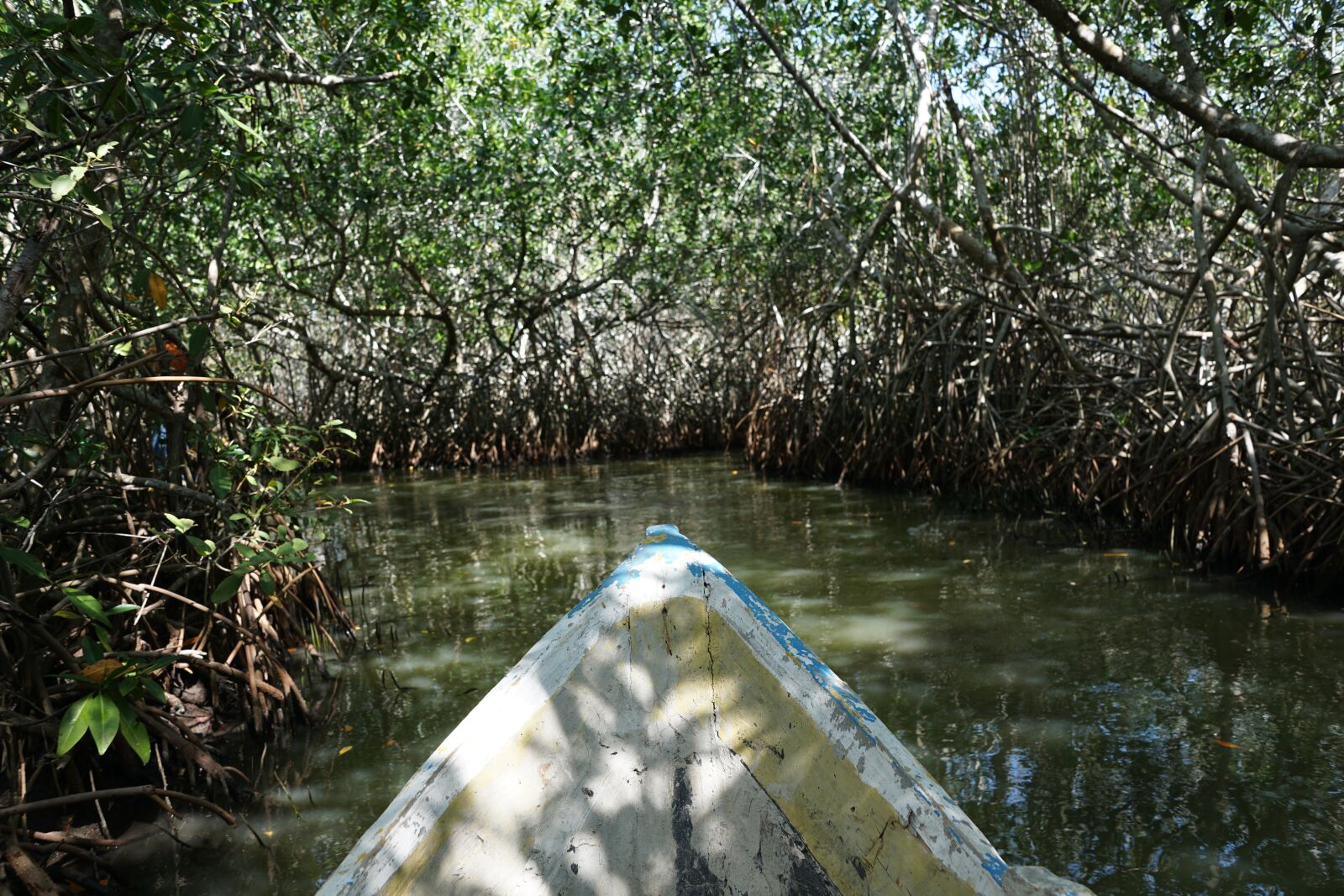Sony DT 16-50mm F2.8 SSM sample photo. Mangroves, forest, colombia photography