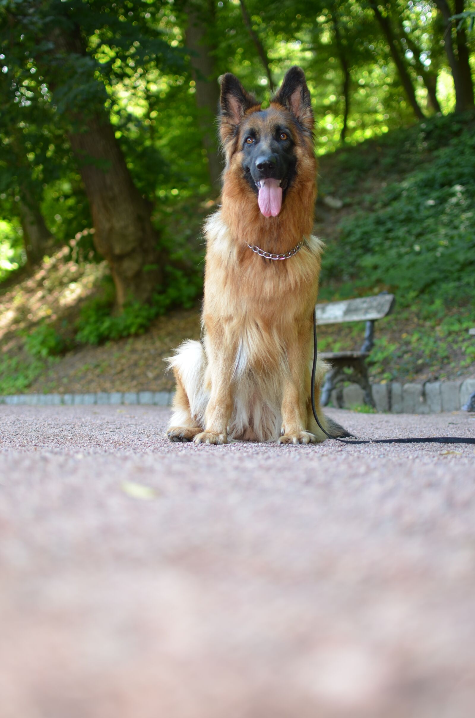 Nikon D5100 sample photo. German shepherd, dog, animals photography