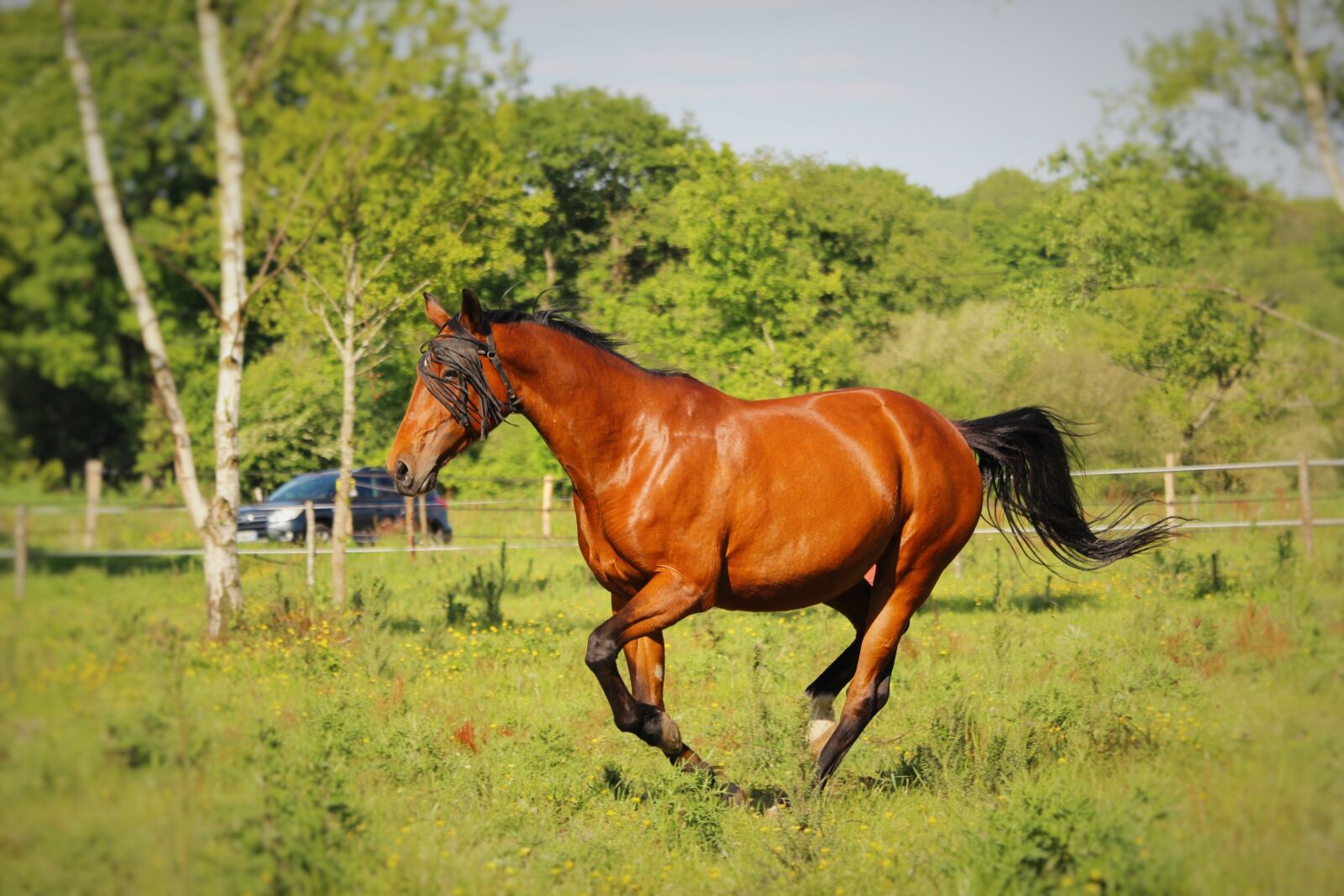Canon EF-S 55-250mm F4-5.6 IS STM sample photo. Horse walker, horse, horses photography