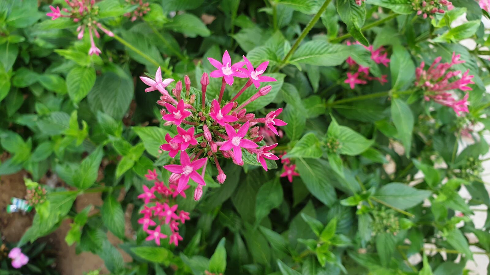 Samsung Galaxy Note9 sample photo. Plants, flowers, green photography