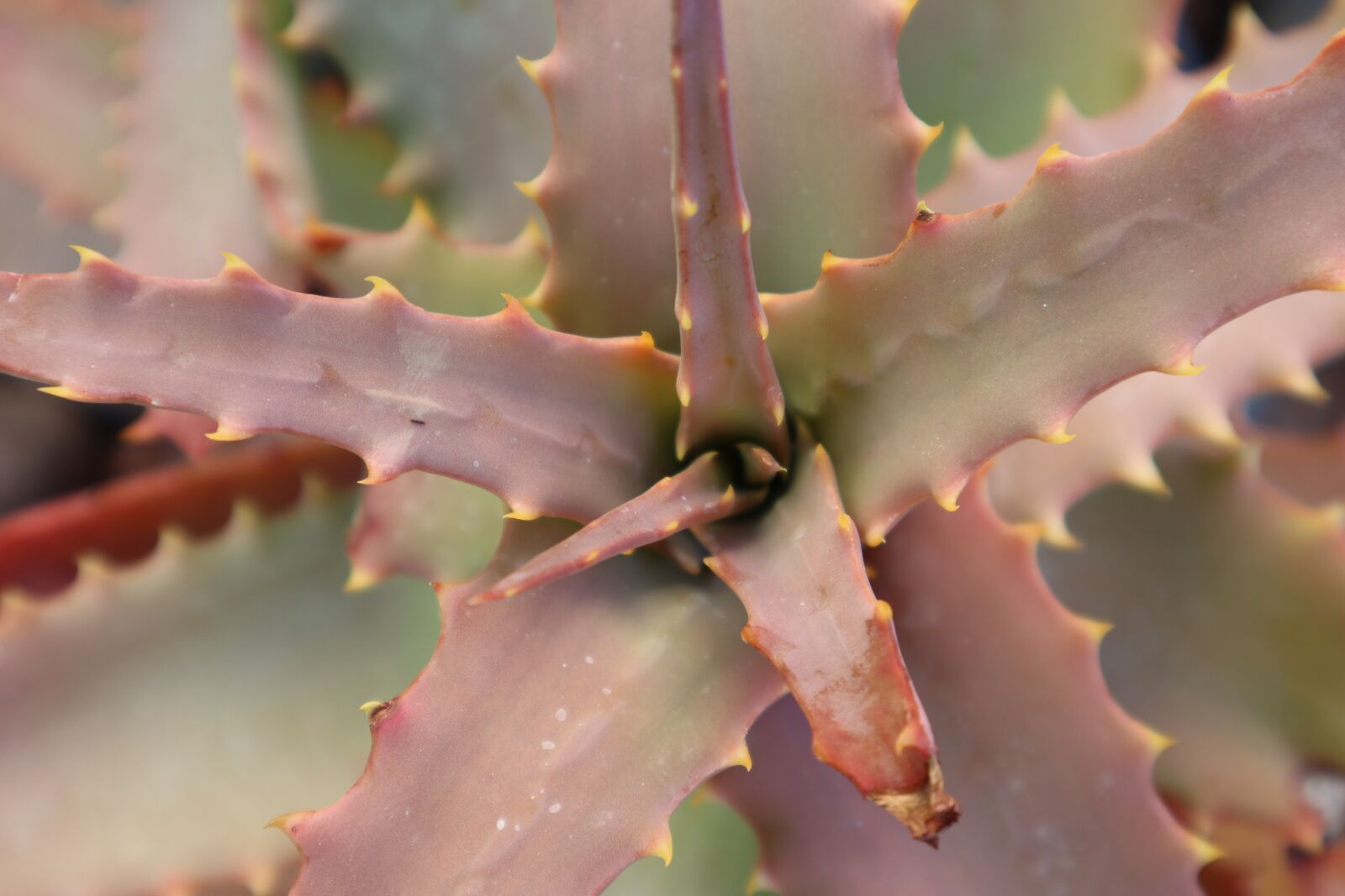 Canon EOS M50 (EOS Kiss M) sample photo. Plant, cactus, purple photography