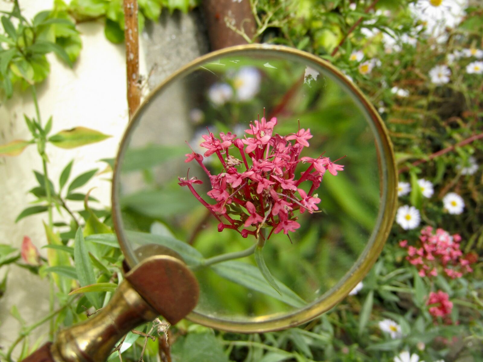 Canon PowerShot SX410 IS sample photo. Magnifying glass, flower, macro photography