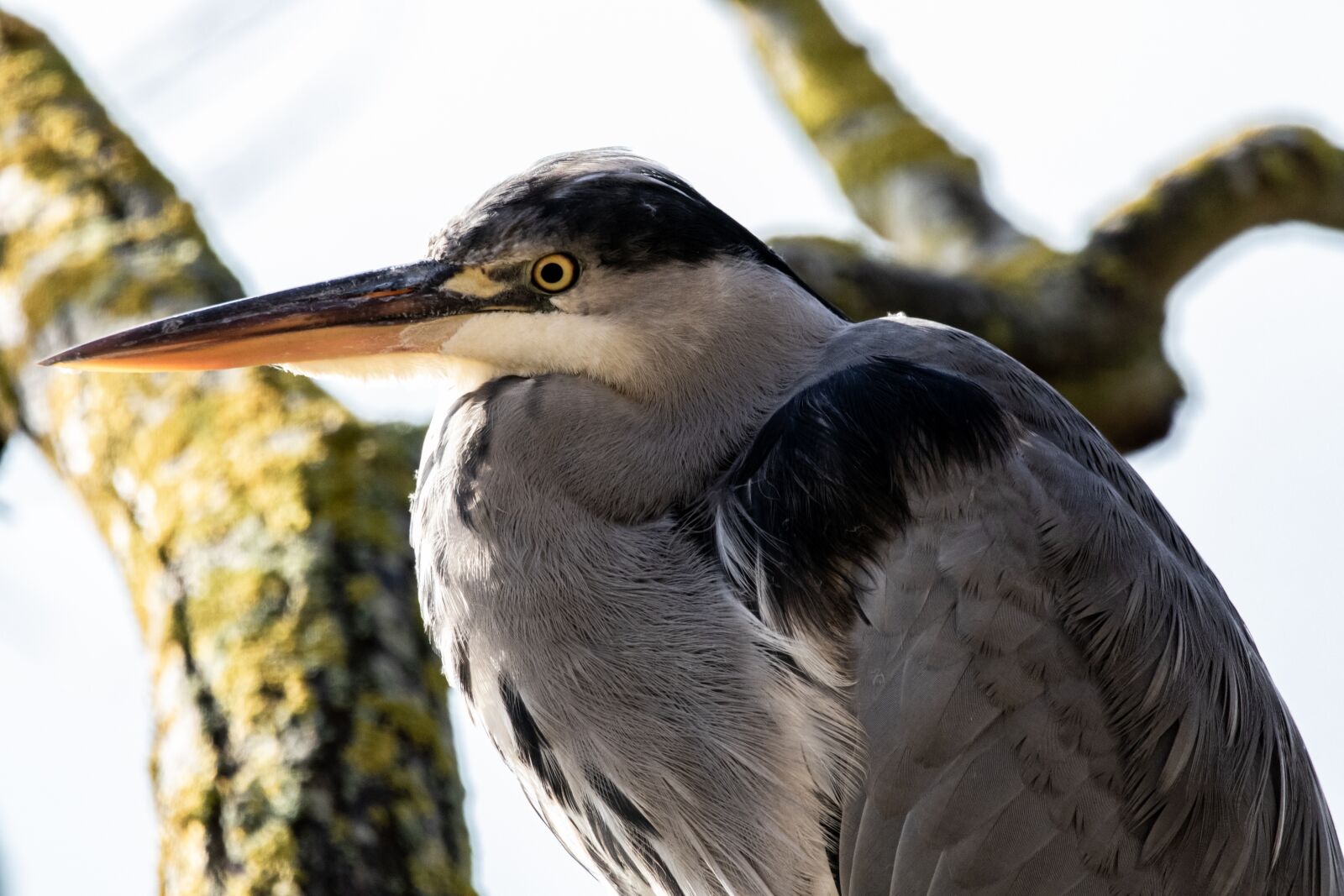 150-600mm F5-6.3 DG OS HSM | Contemporary 015 sample photo. Blue heron, grey heron photography