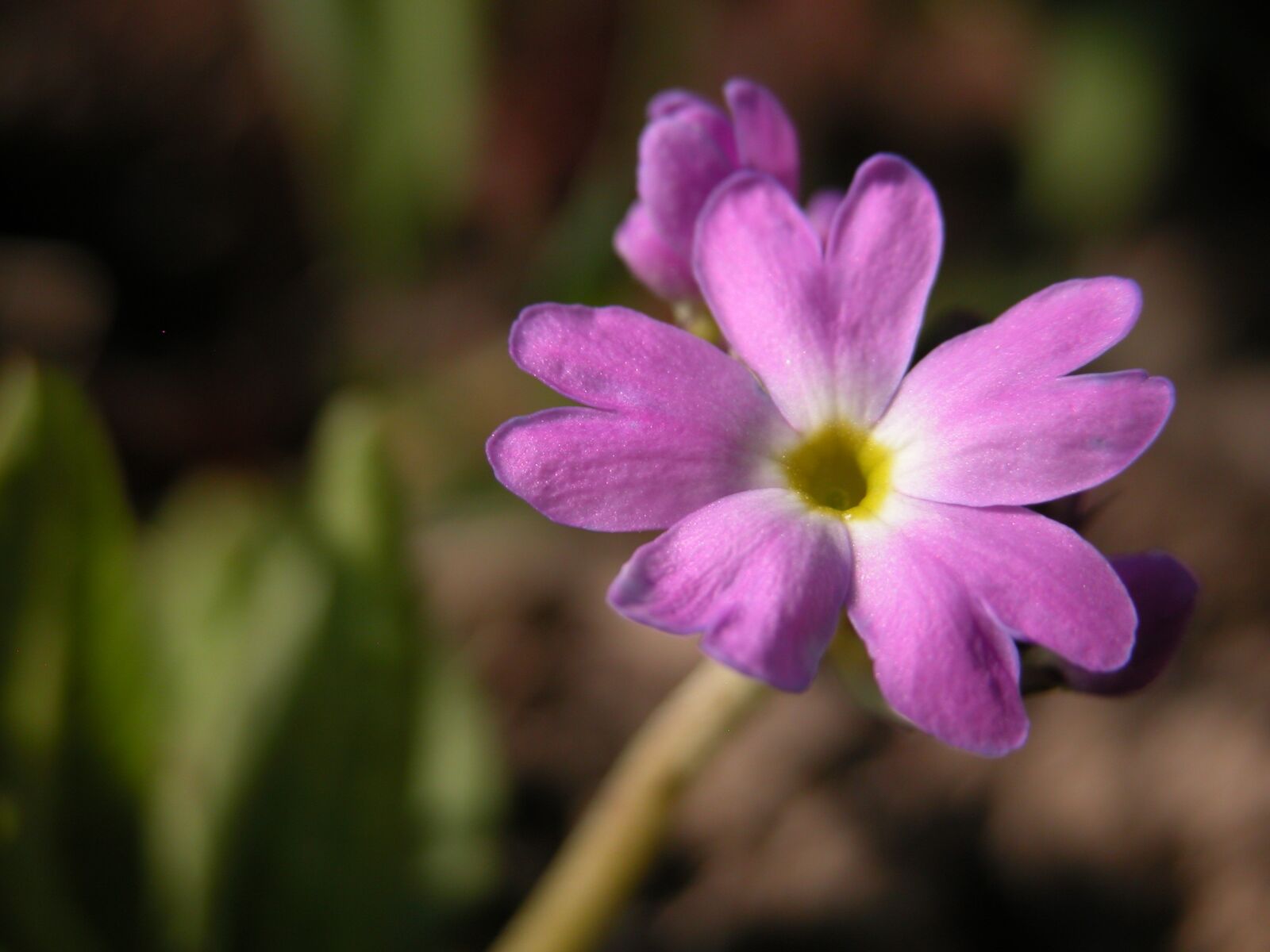 Nikon E5700 sample photo. Flower, purple, spring photography