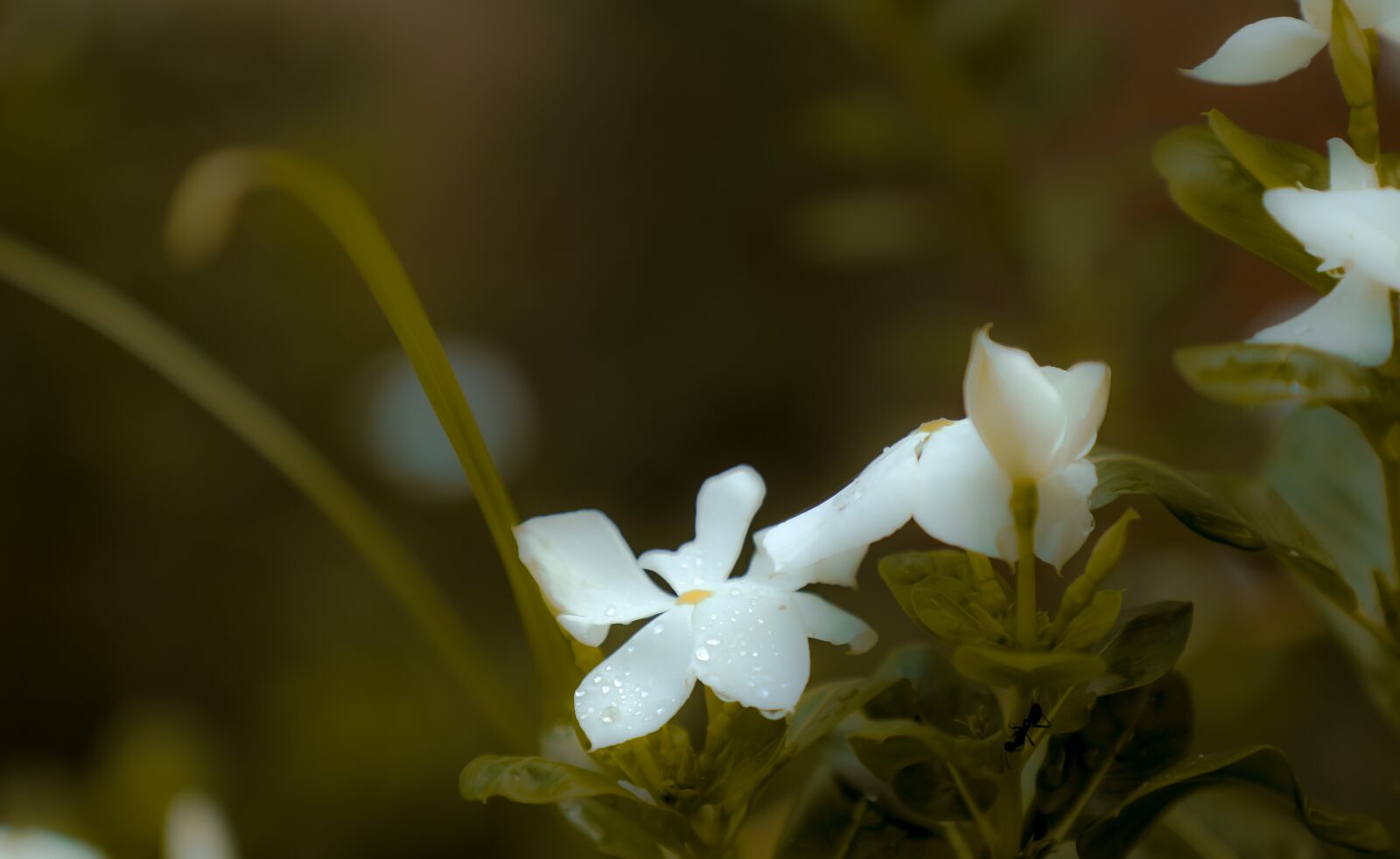 Canon EOS 5D Mark IV sample photo. White, nature, spring photography