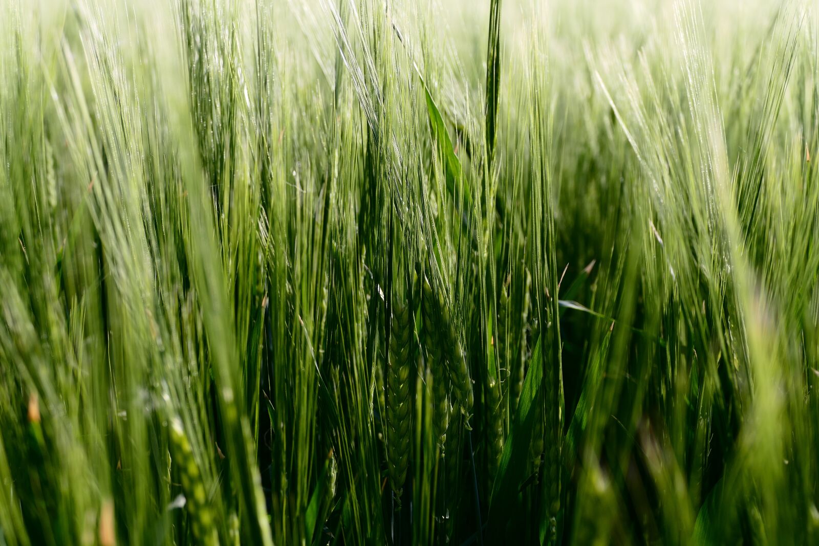 Panasonic Lumix DMC-FZ1000 sample photo. Barley, cereal, nature photography