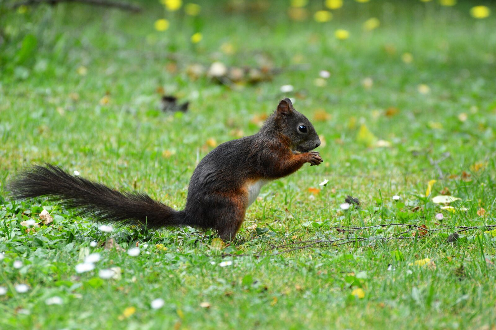 Nikon D3200 sample photo. Squirrel, nager, rodent photography