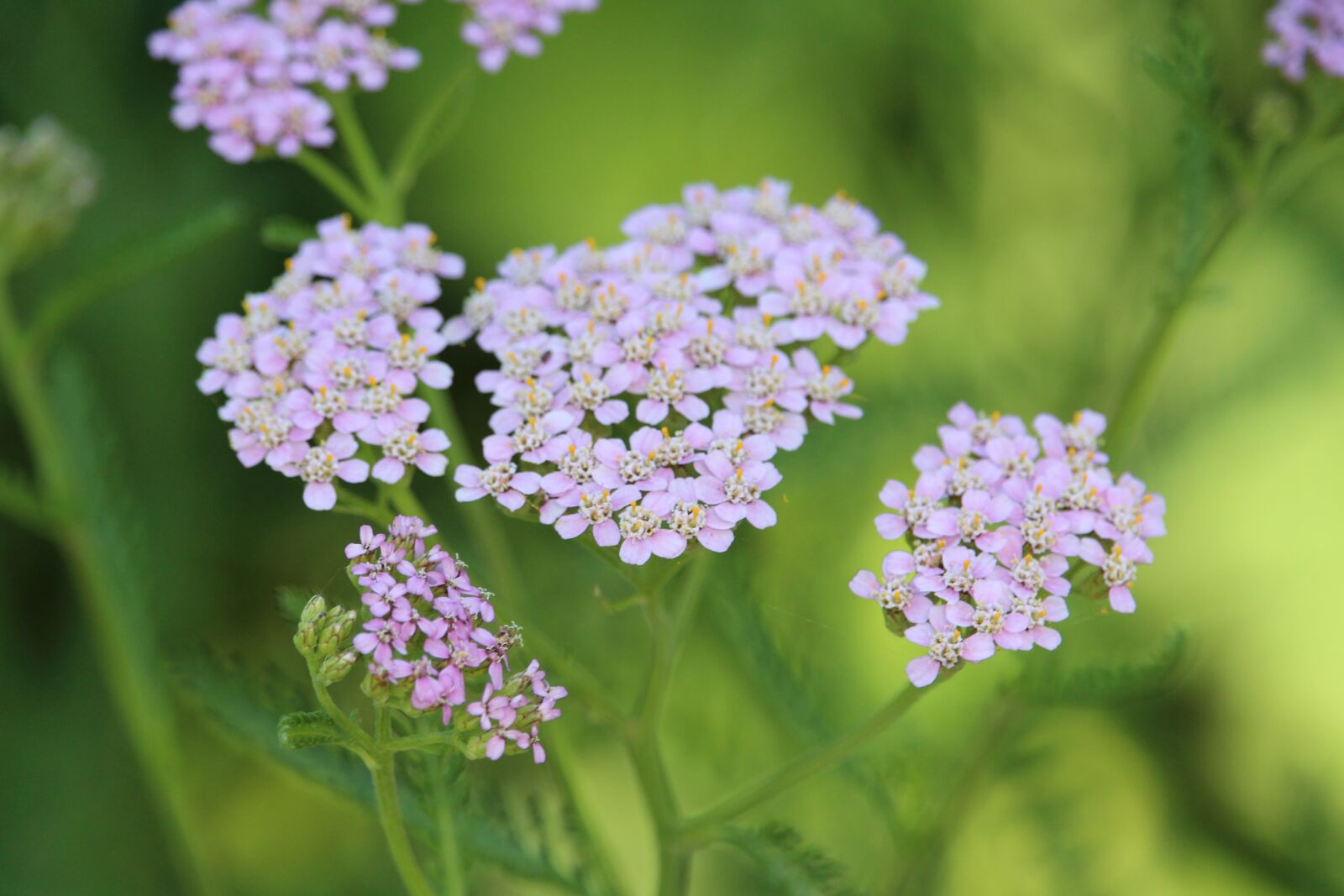 Canon EF-S 55-250mm F4-5.6 IS STM sample photo. Flower, nature, purple photography