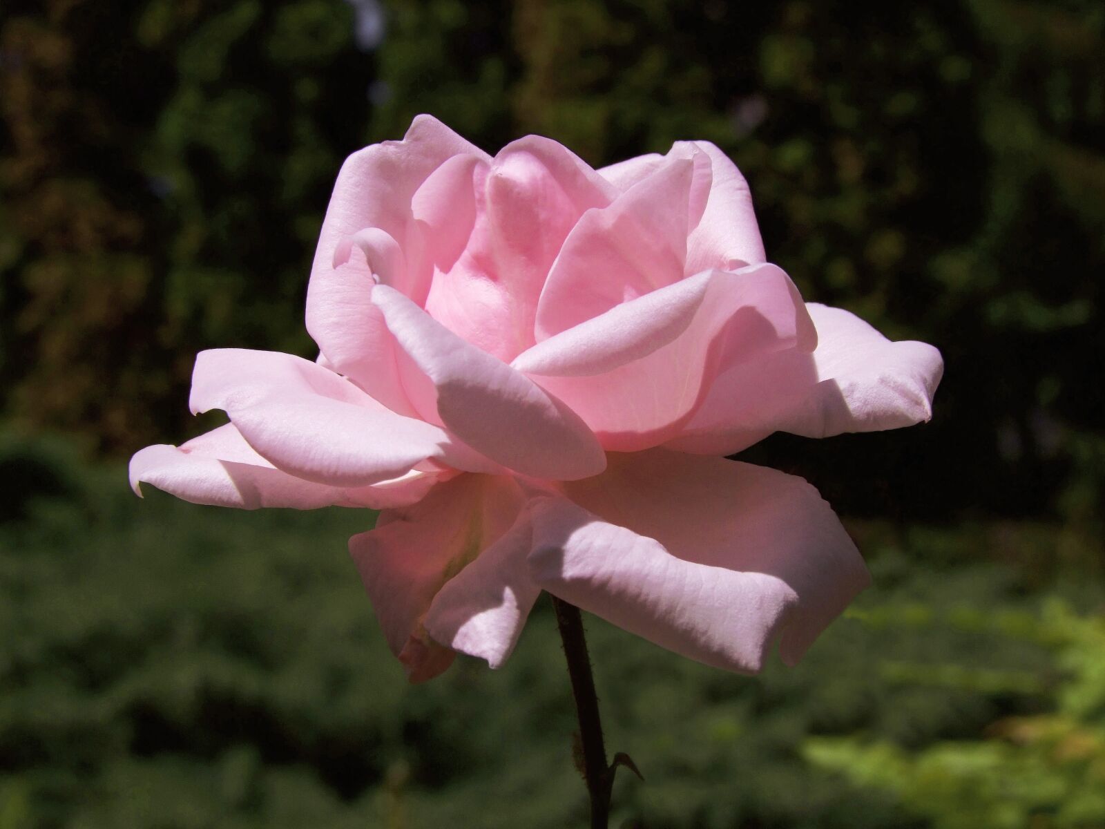 Fujifilm FinePix S100fs sample photo. Rose, pink, alone photography