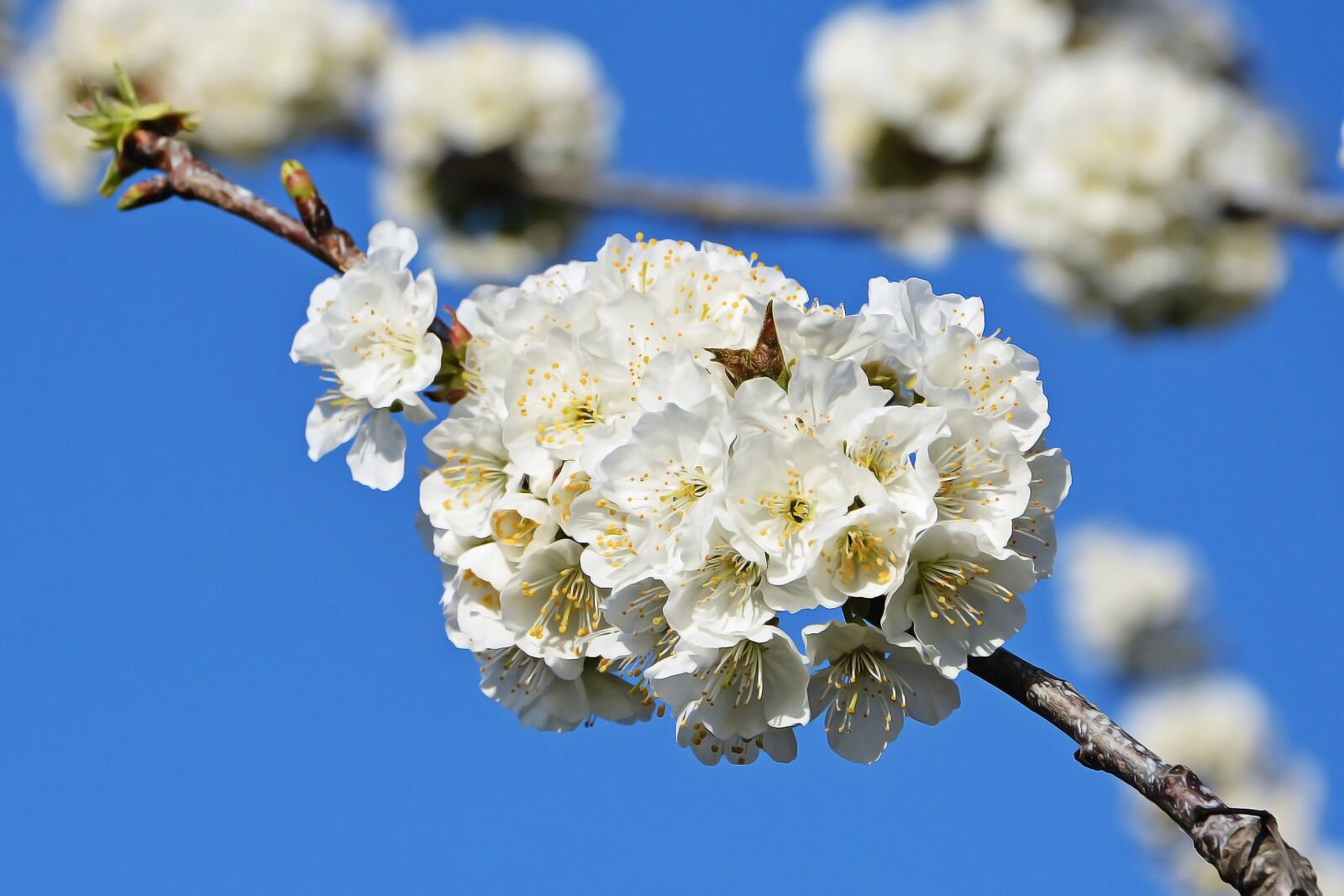 Nikon D7100 sample photo. Cherry, flower, sprig photography