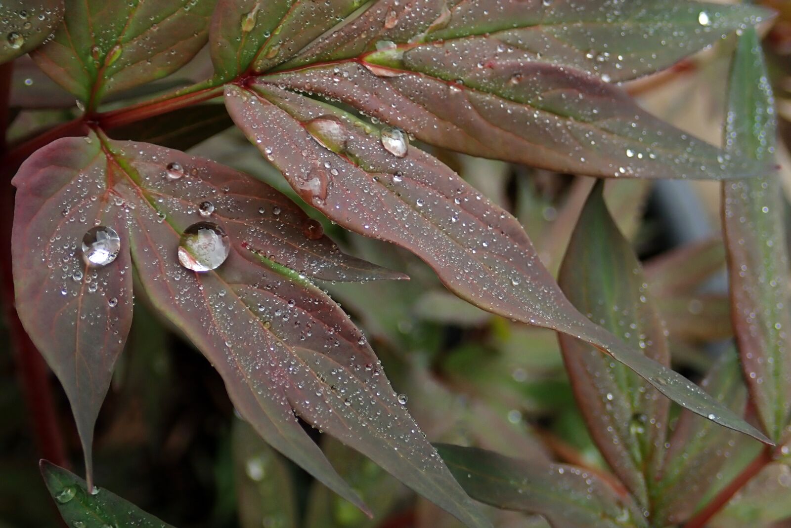 Olympus TG-5 sample photo. Rain drops, leaves, peony photography