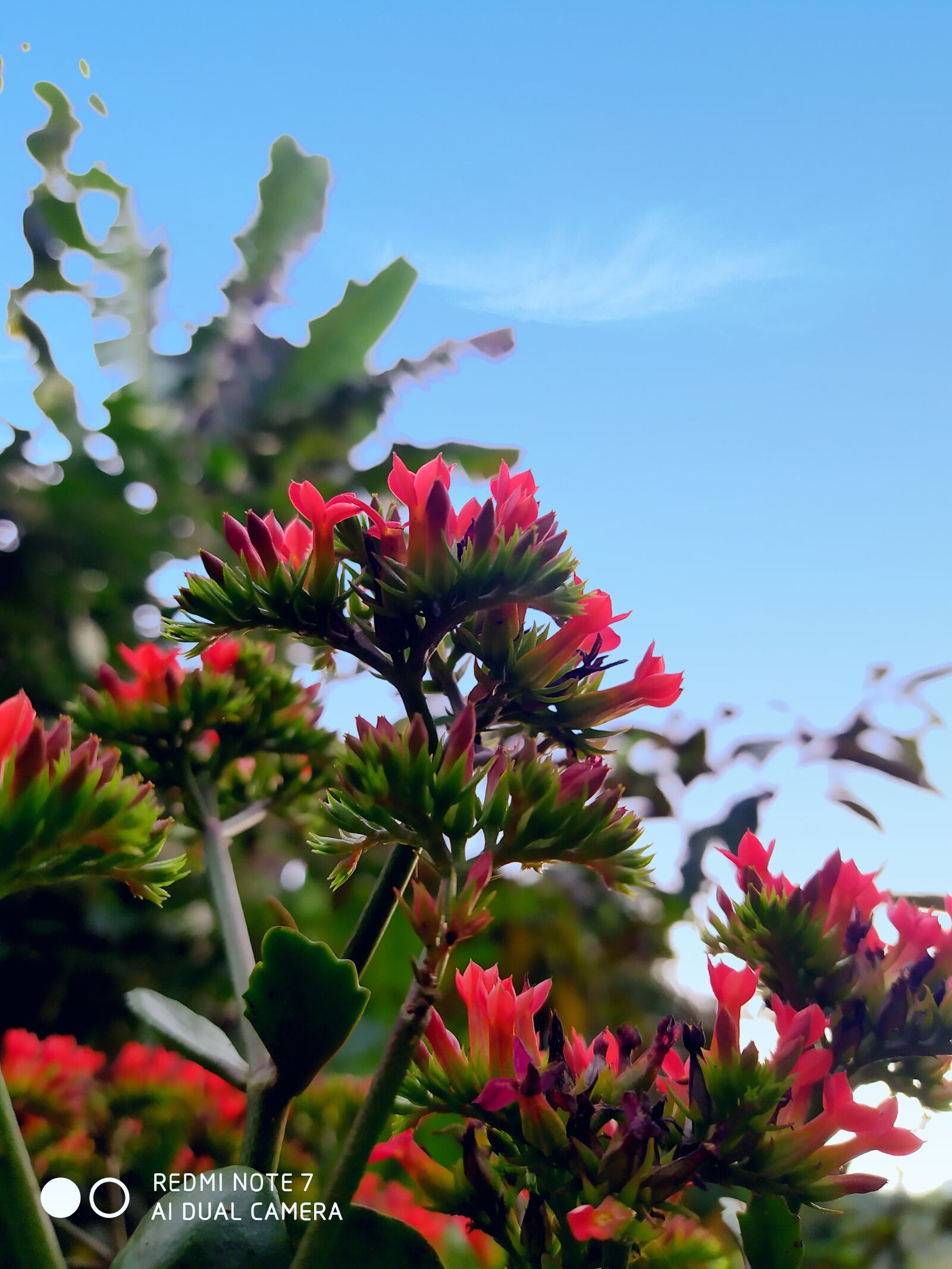 Xiaomi Redmi Note 7 sample photo. Flowers and blue sky photography