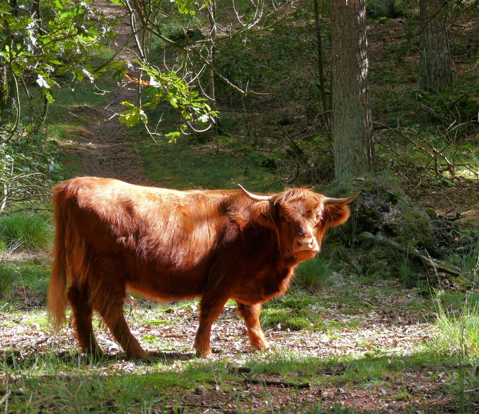 Panasonic DMC-FZ50 sample photo. Beef, scottish highlander, cattle photography