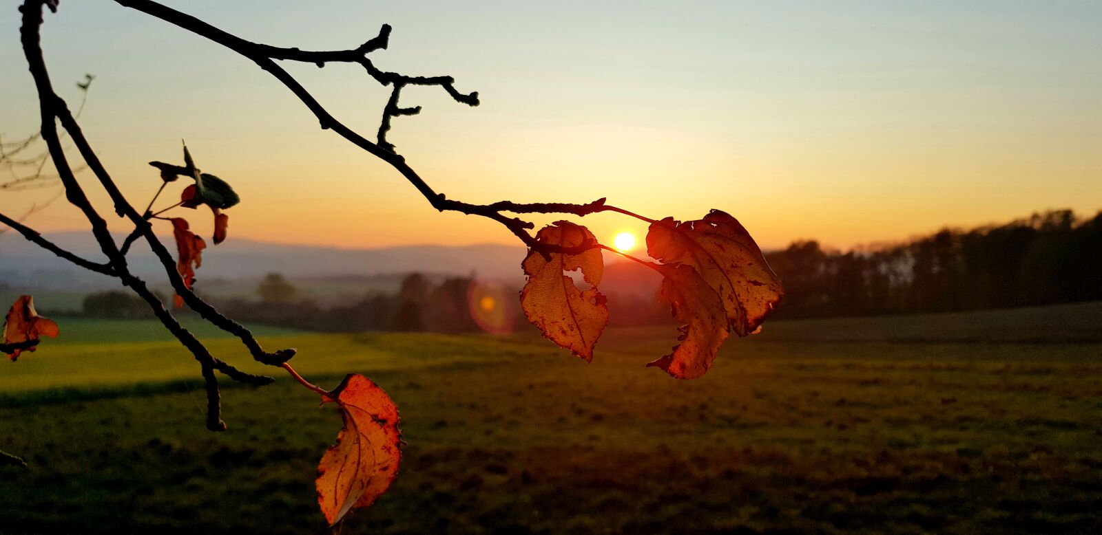 Samsung Galaxy S8 sample photo. Sunset, forest, leaf photography