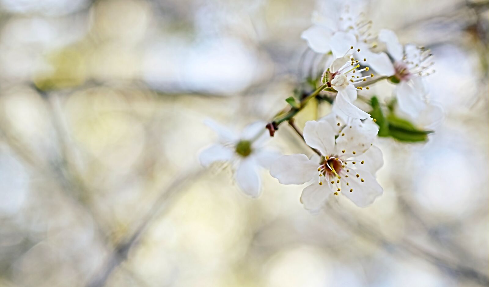 Nikon D5600 sample photo. Wild cherry, bird cherry photography