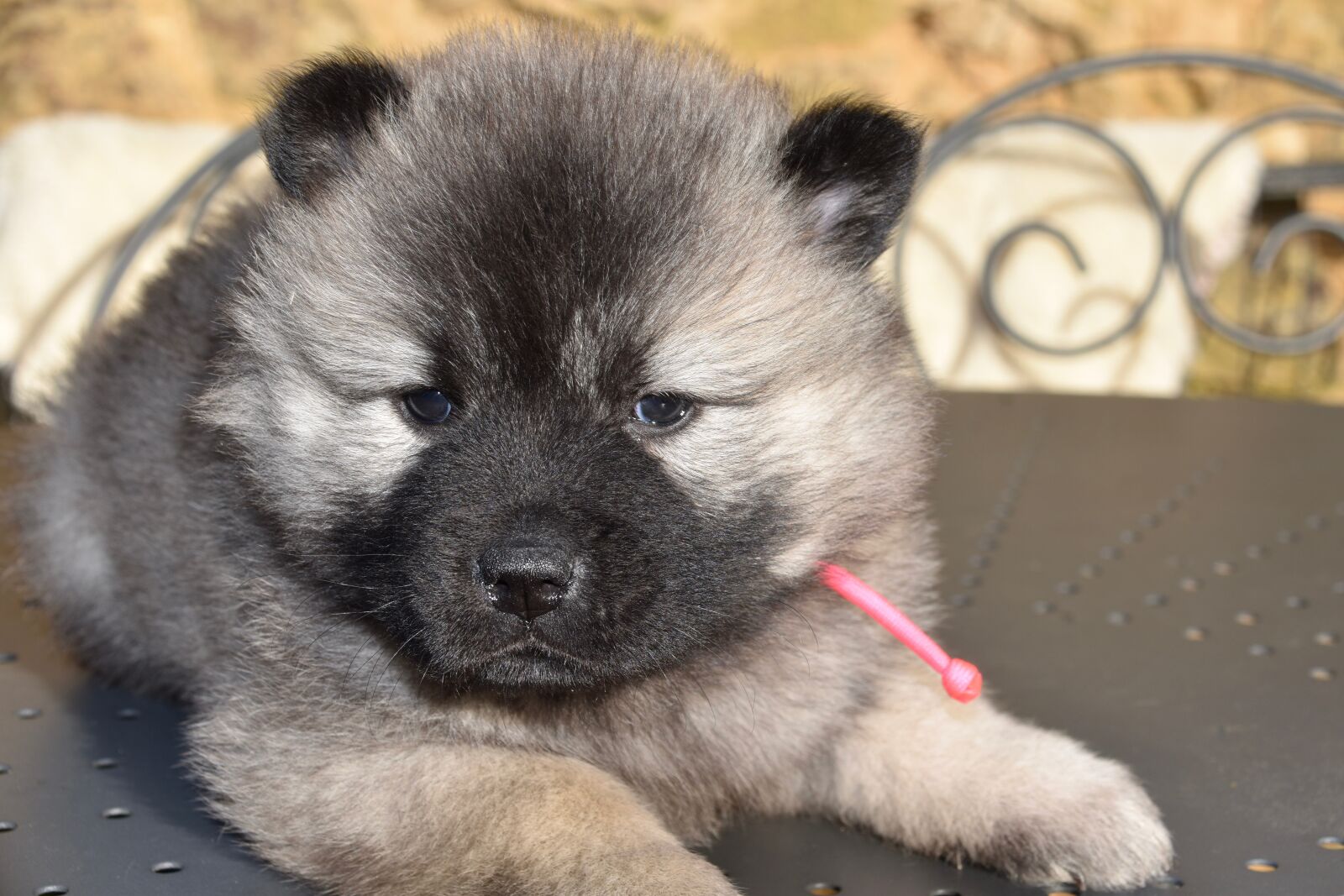 Nikon D5600 sample photo. Dog, puppy, young bitch photography