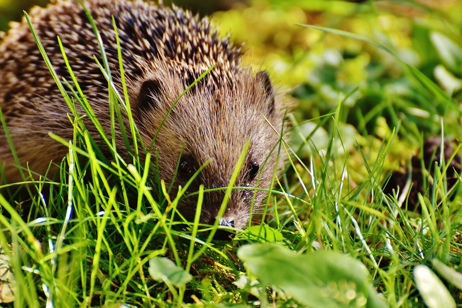 Nikon D7200 sample photo. Hedgehog child, young hedgehog photography