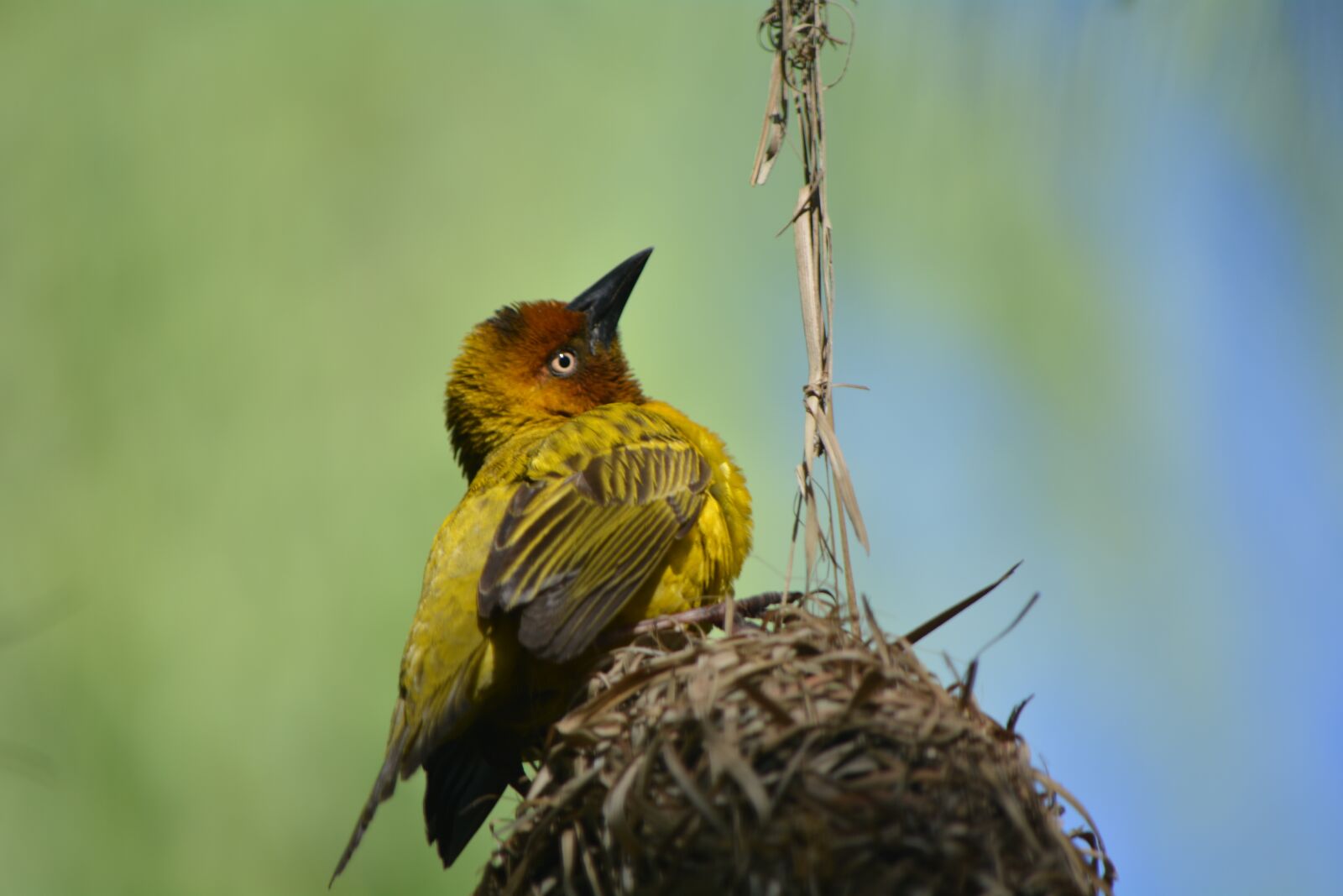 Nikon D5200 sample photo. Finch, bird nest, nature photography