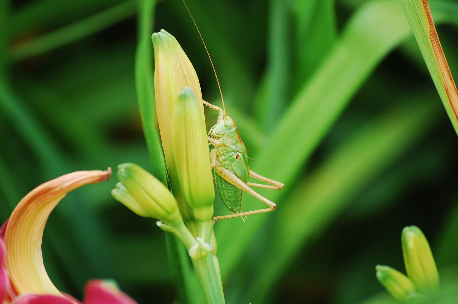 Nikon D40 sample photo. Grass, grasshopper, close up photography