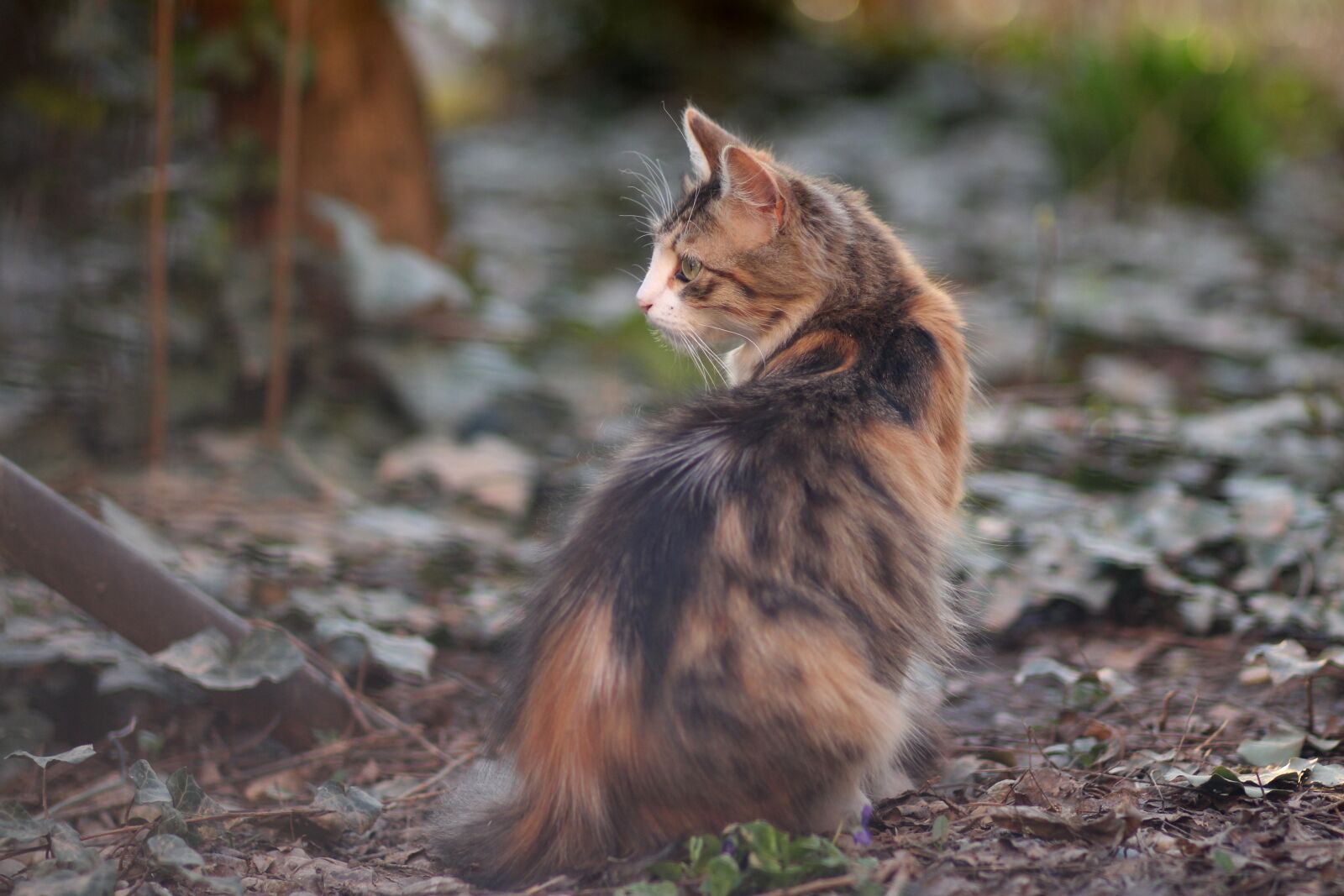 Canon EOS 700D (EOS Rebel T5i / EOS Kiss X7i) + Canon EF 85mm F1.8 USM sample photo. Cat, coloring, pet photography