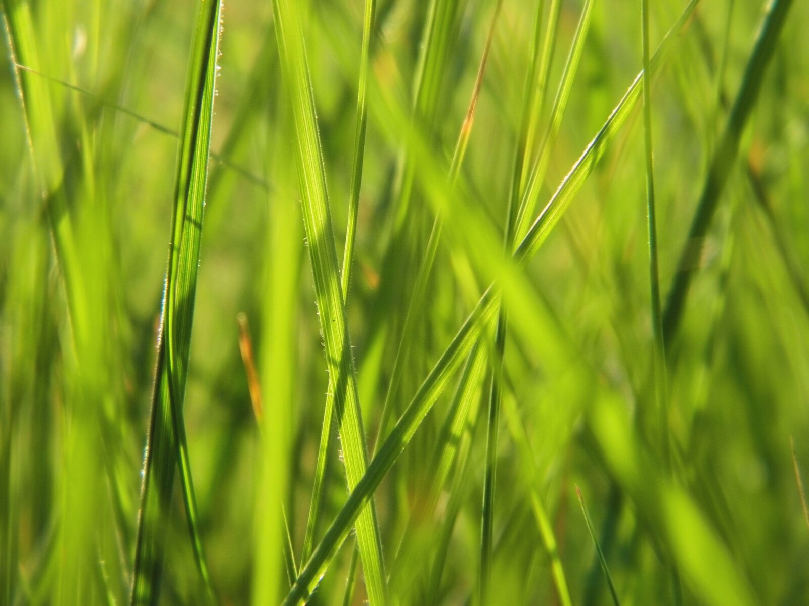 Olympus SP600UZ sample photo. Grass, growth, flora photography