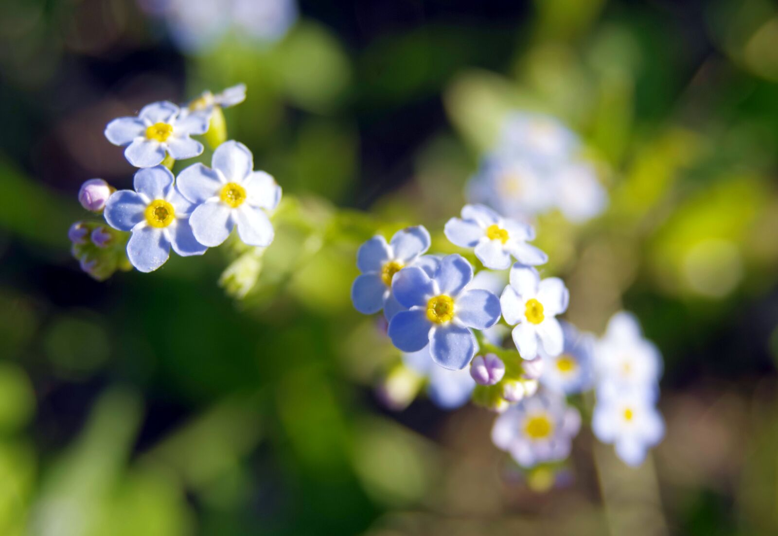 Pentax K-S2 sample photo. Nots, flowers, blue photography