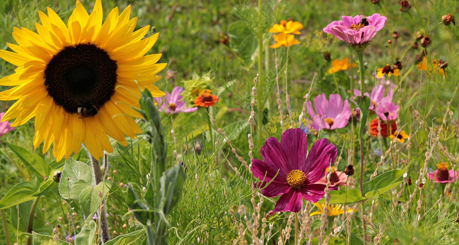 Canon EOS 80D + Canon EF 50mm F1.8 STM sample photo. Wild flowers, meadow, nature photography