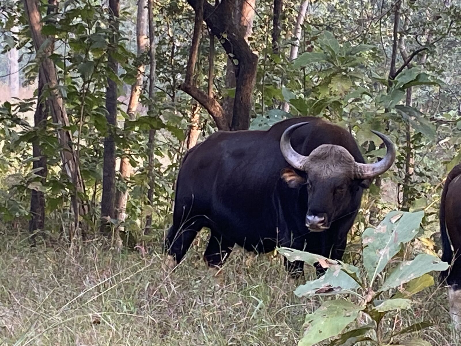 Apple iPhone 11 + iPhone 11 back dual wide camera 4.25mm f/1.8 sample photo. Male bison fully grown photography