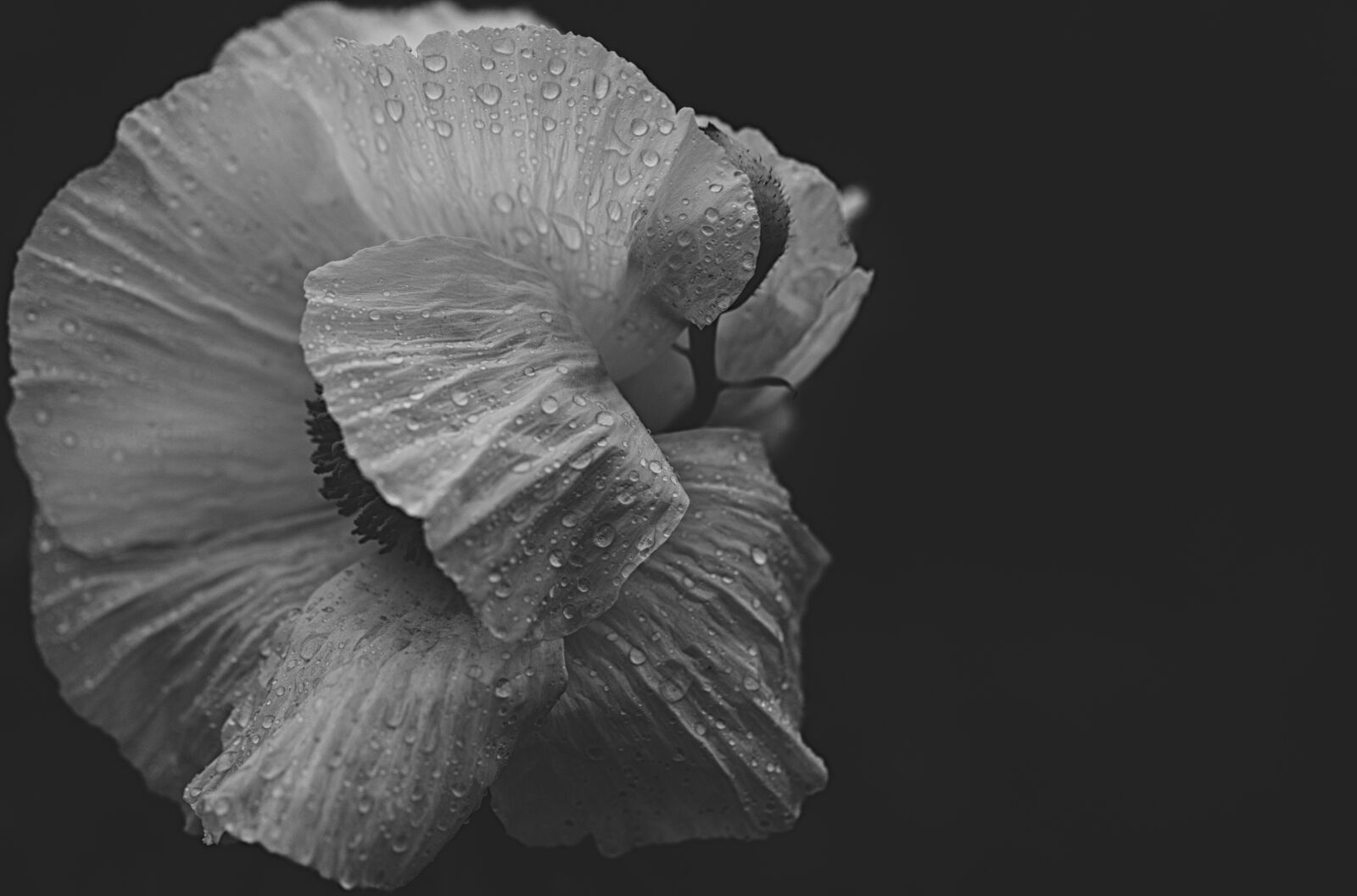 Canon EF 100mm F2.8L Macro IS USM sample photo. Flower, shy, white photography