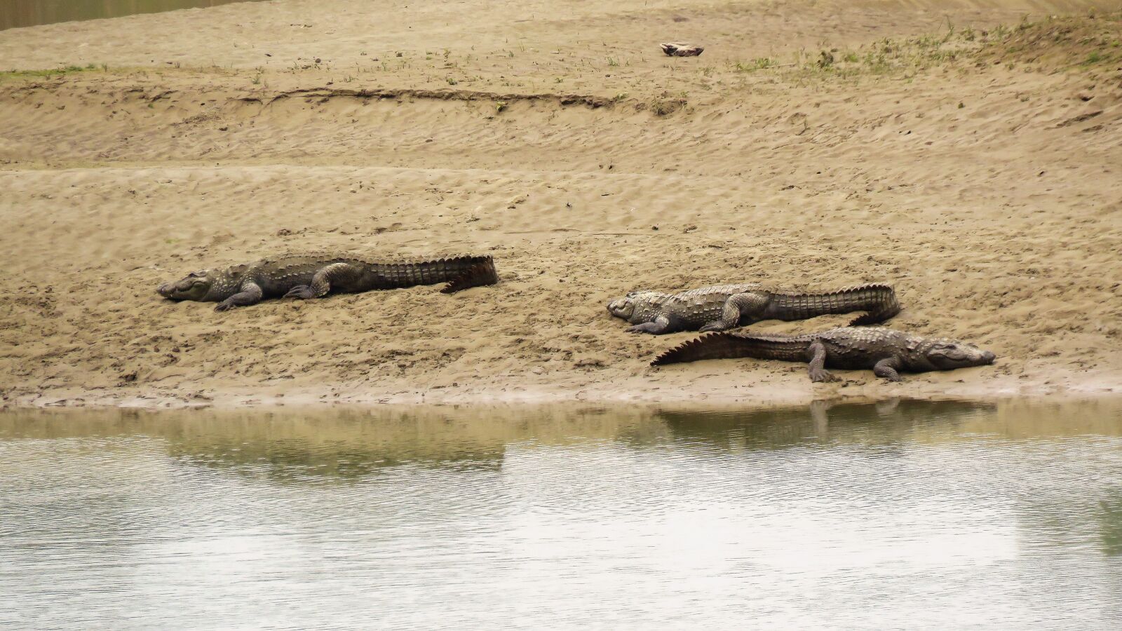 Canon PowerShot SX60 HS sample photo. Crocodile, animal, alligator photography
