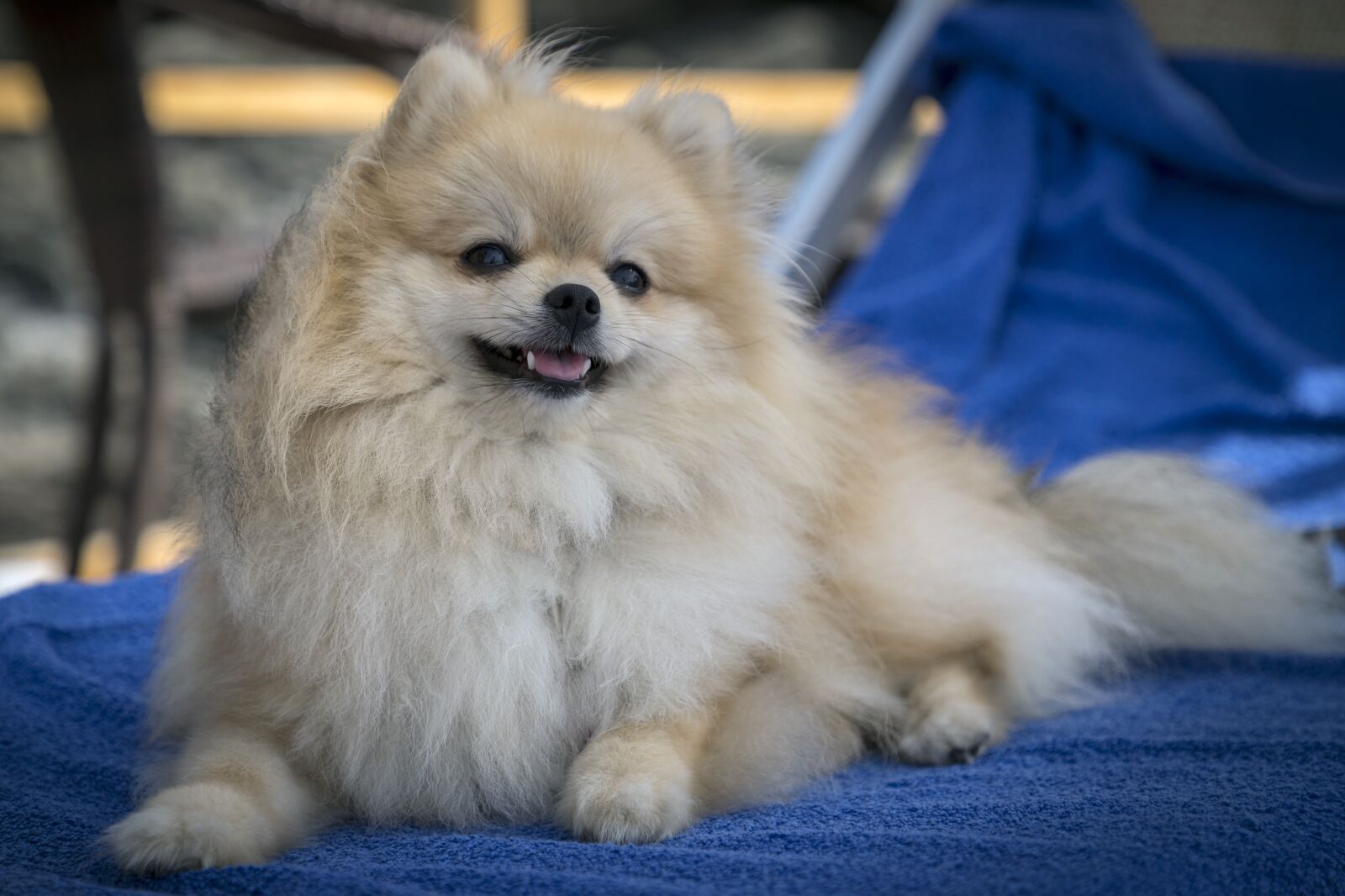 Canon EF 24-105mm F4L IS II USM sample photo. Dog, spitz, cute photography