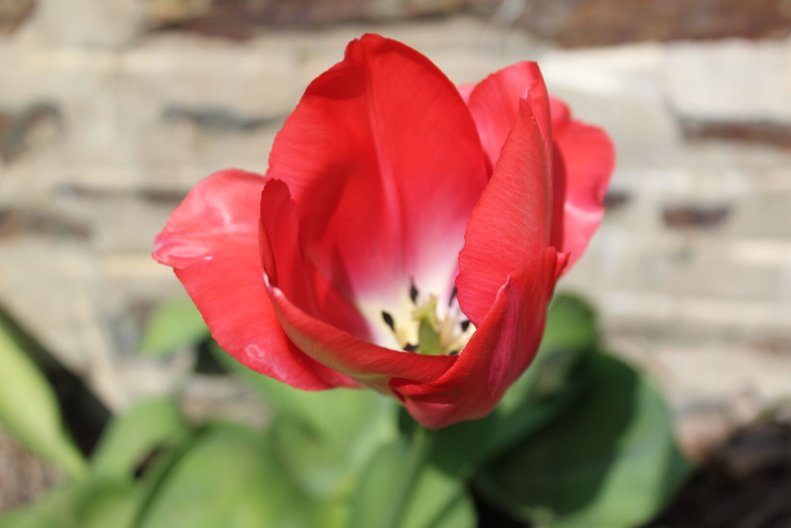 Canon EOS 1300D (EOS Rebel T6 / EOS Kiss X80) sample photo. Flower, red, macro photography