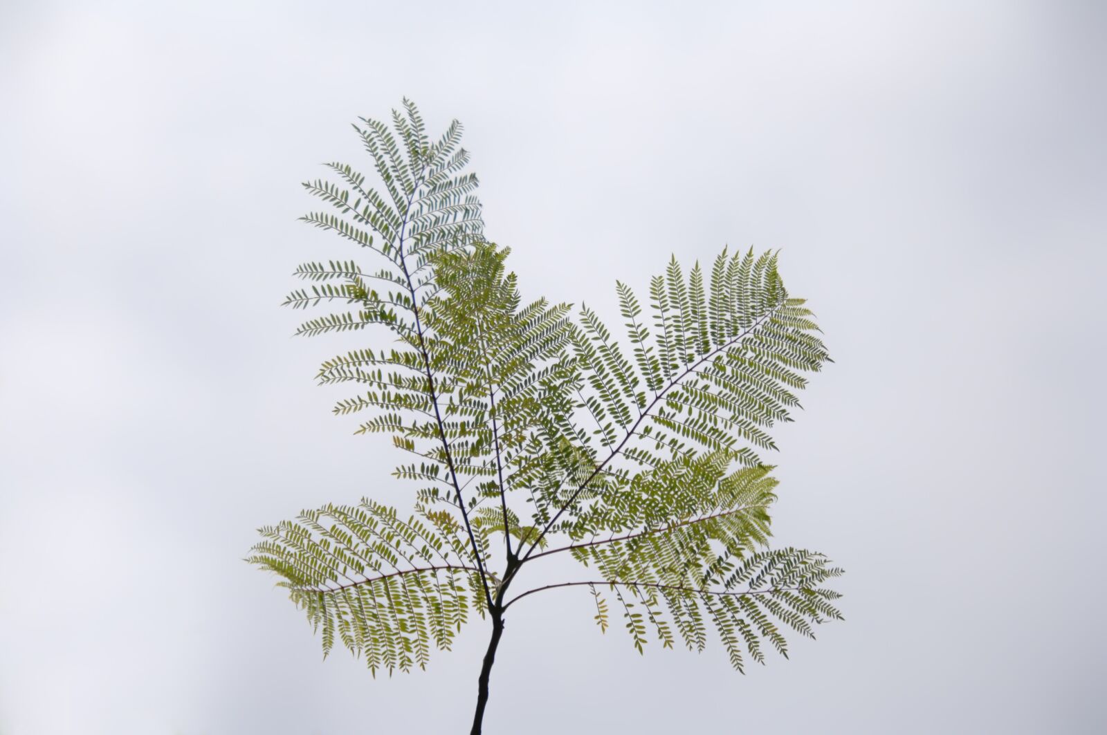 Nikon D2Xs sample photo. Nature, tree, leaf photography