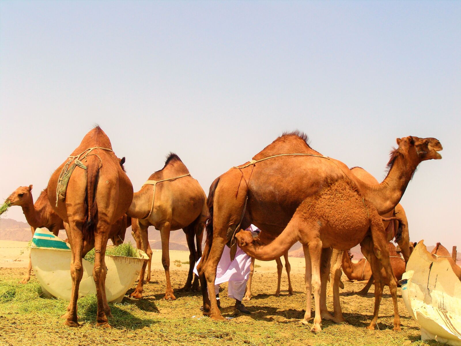 Sony DSC-F828 sample photo. Camels, desert, dry photography