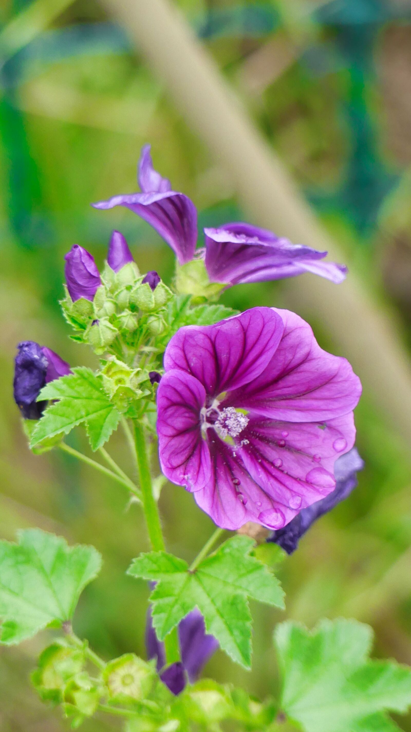 Panasonic Lumix DMC-FZ300 sample photo. Flowers, petals, buds photography