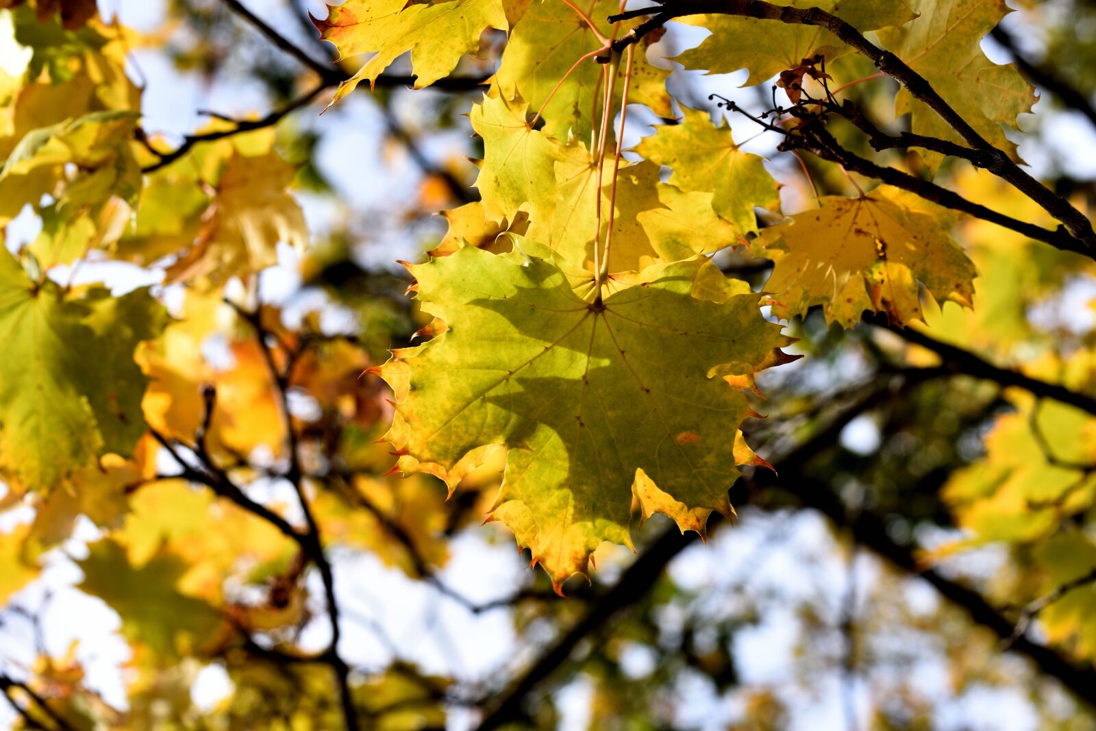 Nikon D7200 sample photo. Autumn, leaves, nature photography