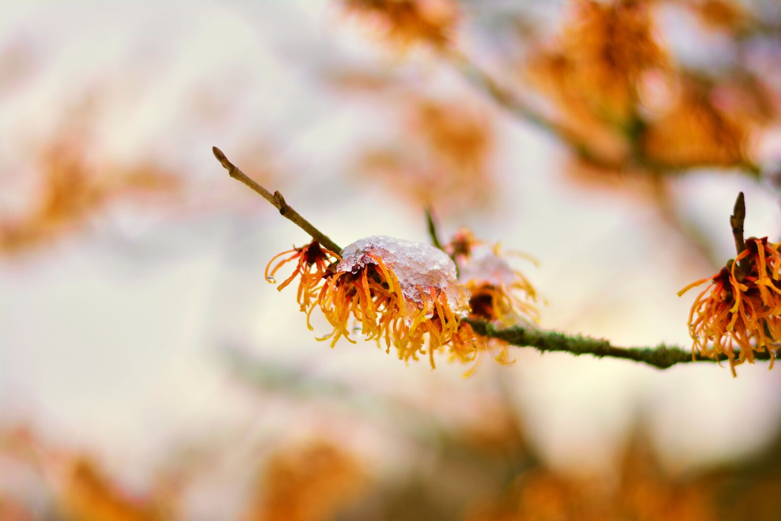 Nikon D5200 sample photo. Witch hazel, witch hazel photography