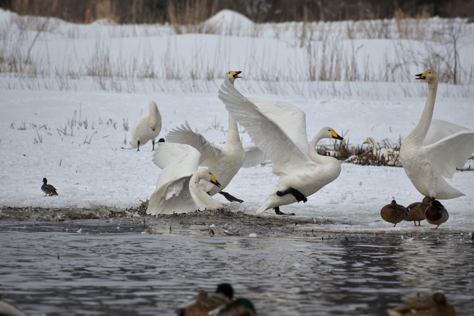 Nikon D7200 sample photo. Animal, lake, waterside photography