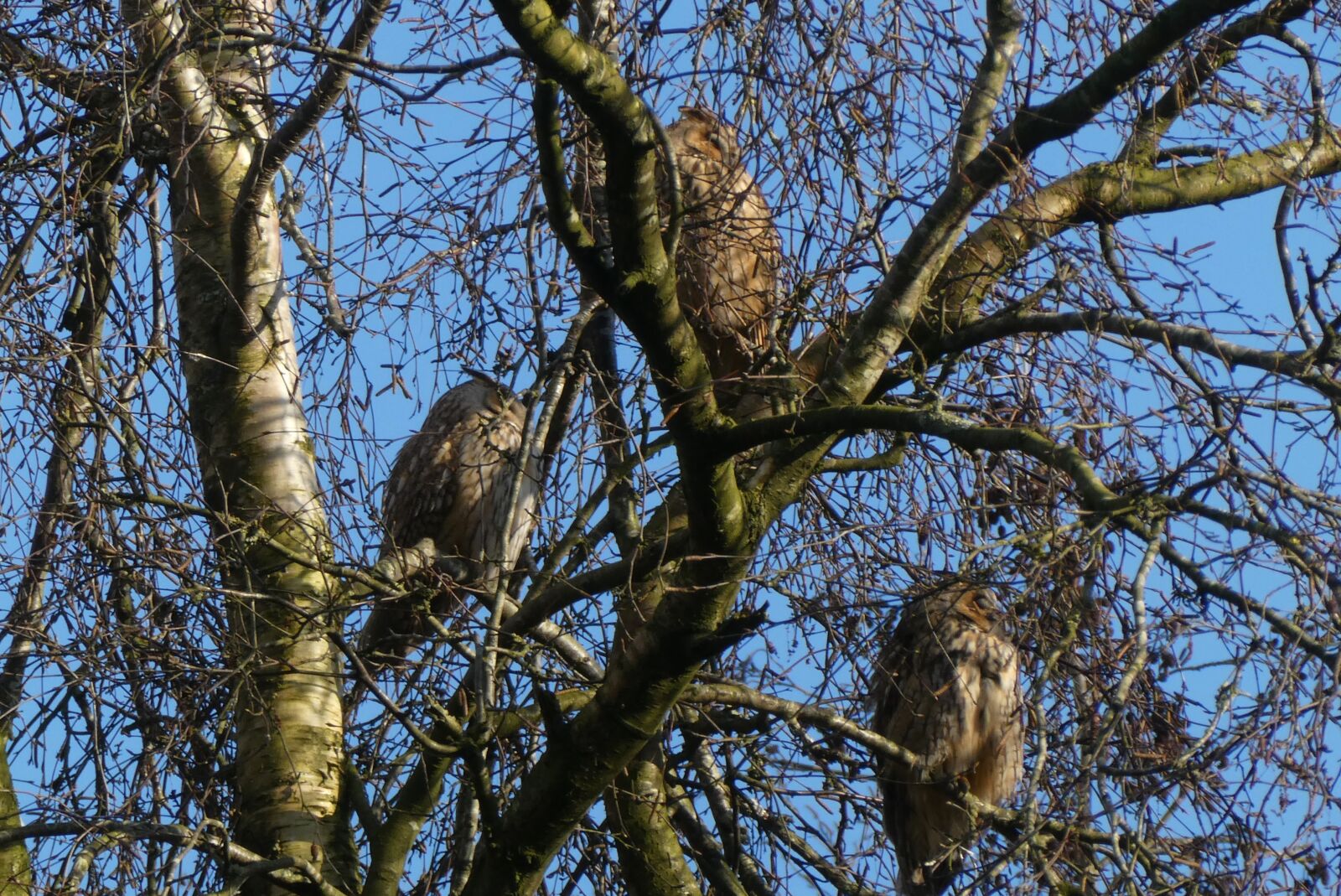 Panasonic Lumix DC-ZS70 (Lumix DC-TZ90) sample photo. Ransuilen, forest, long-eared owl photography