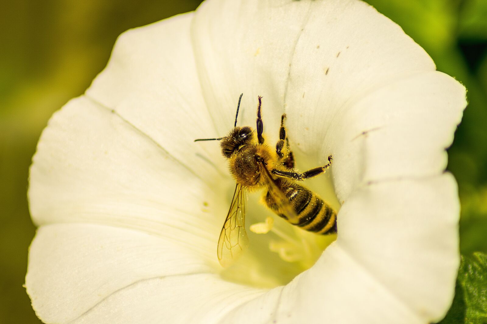 Nikon D7200 sample photo. Bee, flower, insect photography