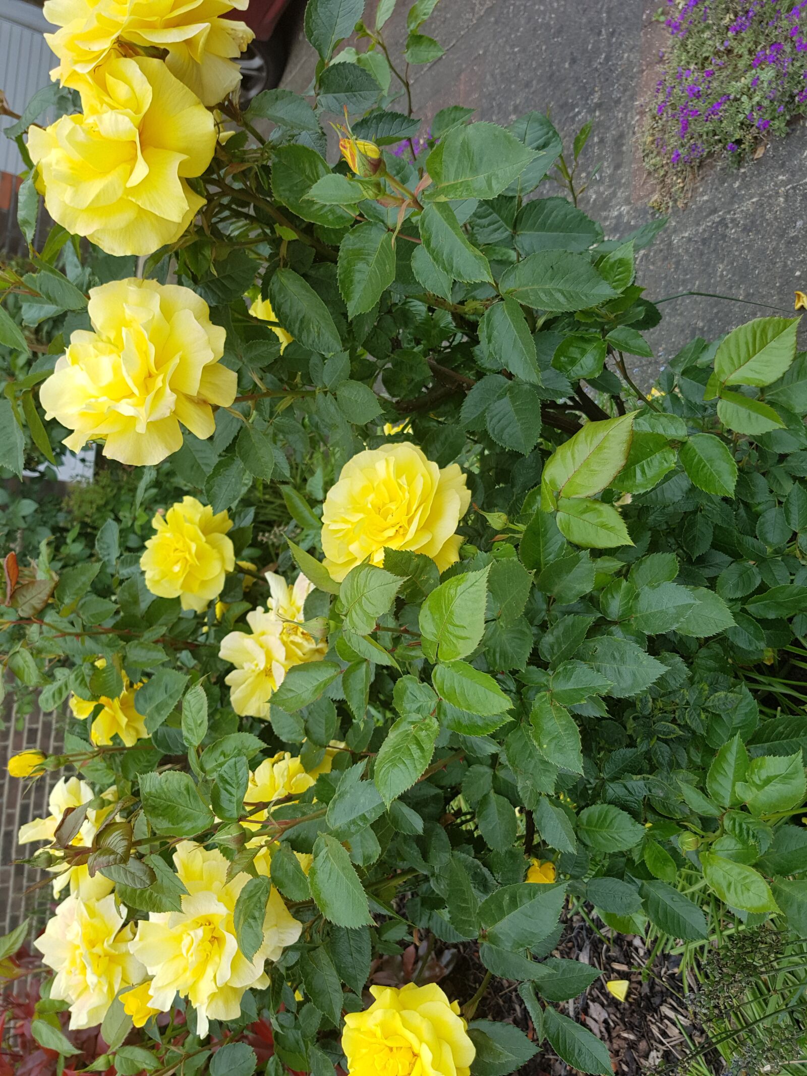 Samsung Galaxy S7 sample photo. Garden, flowers, nature photography